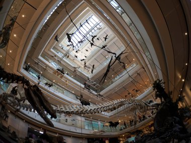 TRENTO, ITALY - 11 Şubat 2024 MUSE - Museo delle Scienze di Trento in Italy translation science museum by Renzo Piano mimar