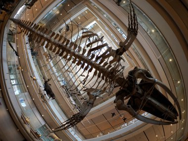 TRENTO, ITALY - 11 Şubat 2024 MUSE - Museo delle Scienze di Trento in Italy translation science museum by Renzo Piano mimar