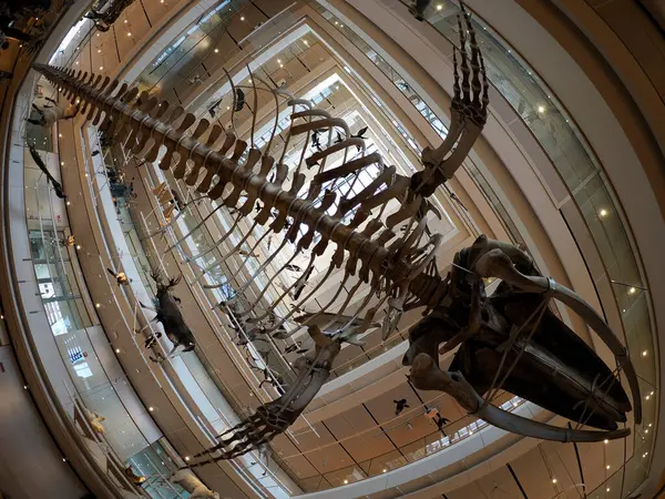 TRENTO, ITALY - 11 Şubat 2024 MUSE - Museo delle Scienze di Trento in Italy translation science museum by Renzo Piano mimar