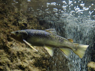 Suyun altında bir Avrupa alabalığı portreyi yakından çekiyor