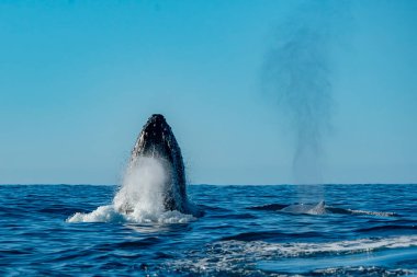Cabo San Lucas Pasifik Okyanusu Meksika 'da kambur balina ihlali