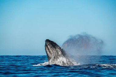 Cabo San Lucas Pasifik Okyanusu Meksika 'da kambur balina ihlali