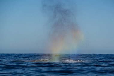 Bir kambur balina Todos Santos Meksika, Baja California Sur 'da gedik açtıktan sonra gökkuşağı üflüyor.