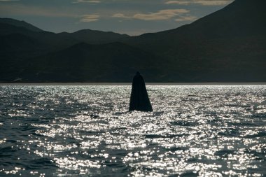 A Spy hopping at sunset grey whale in san ignacio lagoon puerto chale maarguerite island baja california sur mexico clipart