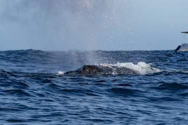 Cabo San Lucas Balinası 'ndan bir kambur balina geliyor.