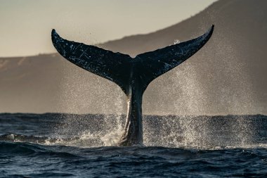 Kambur balina kuyruğu Cabo San Lucas Meksika 'da tokat atıyor.