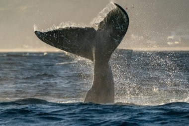 Kambur balina kuyruğu Cabo San Lucas Meksika 'da tokat atıyor.