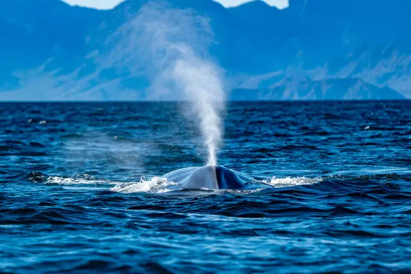 A blue whale in loreto bay baja california sur