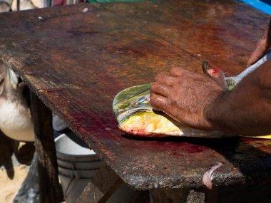 Bir Mahi Mahi / Dorado balığı Meksika Baja California 'daki balıkçı masasını temizliyor.