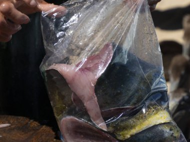 A Mahi Mahi / Dorado fish on fisherman cleaning table in mexico baja california sur clipart
