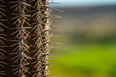 Meksika kaktüsü dikenli. Baja California 'ya özgü.