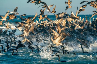 Pekçok pelikan, karabatak ve kuş kolonisi Baja California, sur Mexico, Magdalena Körfezi