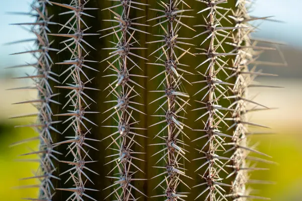 A mexican cactus thorns detail baja california sur