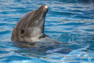Bir sonraki atlayış için mavi suda hızlanan bir yunus.