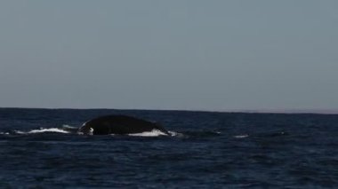 Pasifik Okyanusu 'ndaki kambur balina Baja California sur Mexico