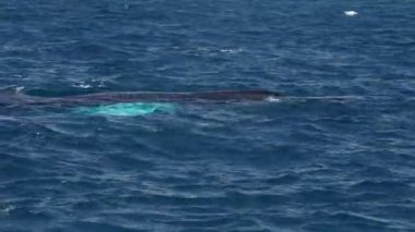 Pasifik Okyanusu 'ndaki kambur balina Baja California sur Mexico