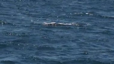 Pasifik Okyanusu 'ndaki kambur balina Baja California sur Mexico