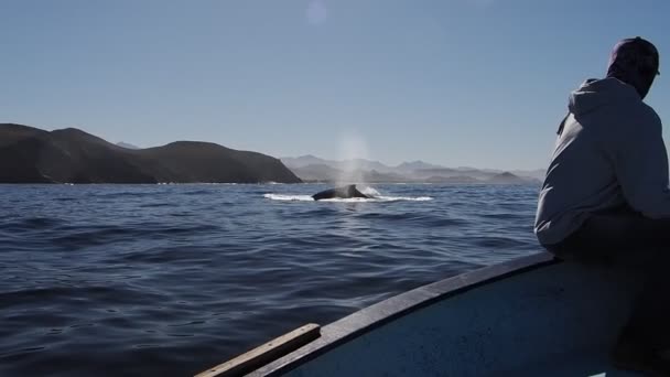 Velryba Hrbatá Pacifickém Oceánu Baja California Sur Mexico Royalty Free Stock Video
