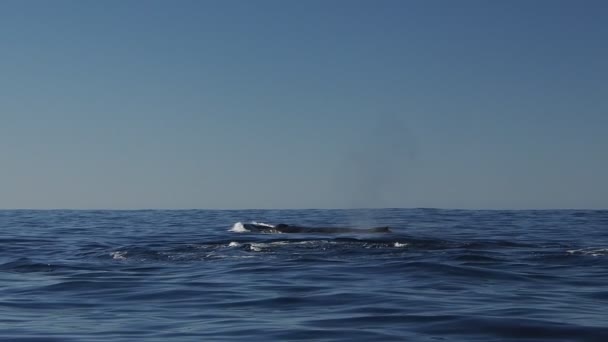 태평양의 혹등고래 캘리포니아 멕시코 로열티 프리 스톡 푸티지