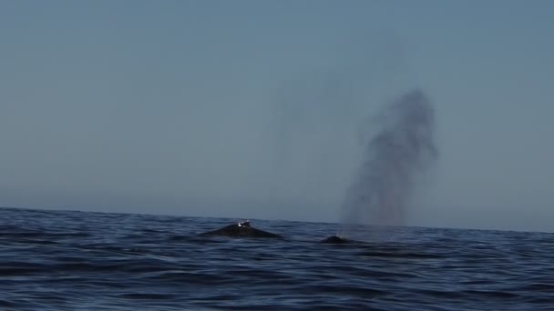 Humbak Wieloryb Pacyfiku Ocean Baja California Sur Mexico — Wideo stockowe