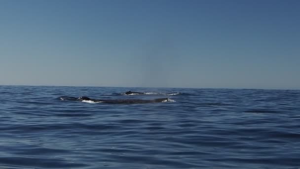 태평양의 혹등고래 캘리포니아 멕시코 — 비디오