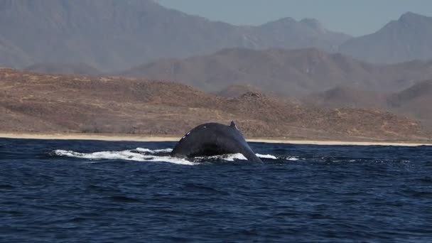 Bultrug Walvis Stille Oceaan Baja California Sur Mexico — Stockvideo