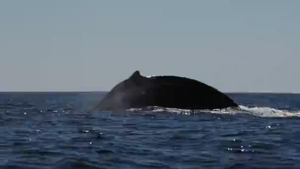 Humpback Whale Pacific Ocean Baja California Sur Mexico — Stock Video