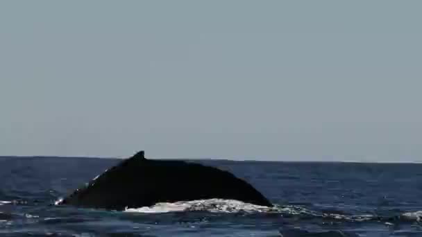 太平洋中的座头鲸 生活在墨西哥的巴哈卡弗尼亚海 — 图库视频影像