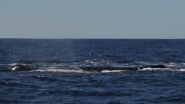 太平洋のハンプバッククジラ カリフォルニア メキシコ — ストック動画