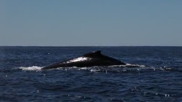 Baleia Jubarte Oceano Pacífico Baja Califórnia Sur México — Vídeo de Stock