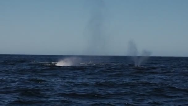 Baleine Bosse Dans Océan Pacifique Baja Californie Sur Mexico — Video
