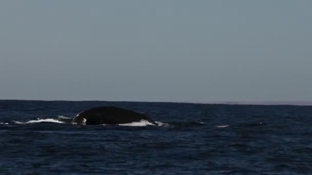 Velryba Hrbatá Pacifickém Oceánu Baja California Sur Mexico — Stock video