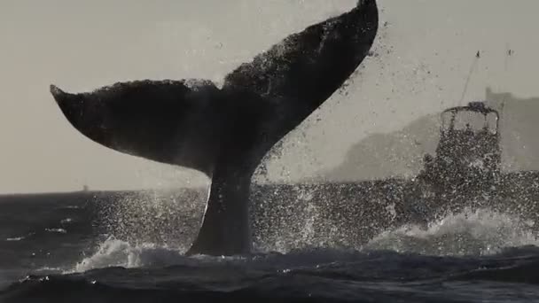 태평양의 혹등고래 캘리포니아 멕시코 스톡 비디오