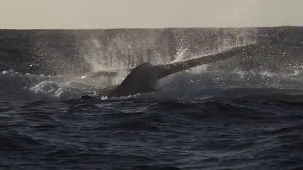 Φάλαινα Στον Ειρηνικό Ωκεανό Baja California Sur Mexico — Αρχείο Βίντεο