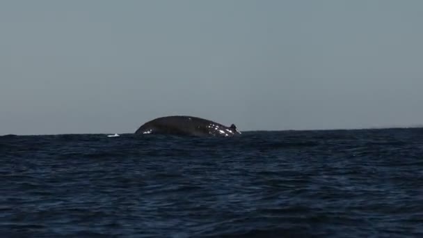 太平洋中的座头鲸 生活在墨西哥的巴哈卡弗尼亚海 — 图库视频影像