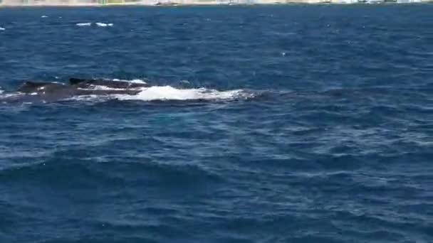 태평양의 혹등고래 캘리포니아 멕시코 비디오 클립