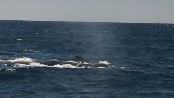 Baleia Jubarte Oceano Pacífico Baja Califórnia Sur México — Vídeo de Stock