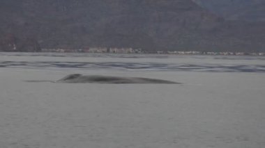 Mavi balina, Cortez Denizi 'nde dünyanın en büyük hayvanı.