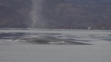 Mavi balina, Cortez Denizi 'nde dünyanın en büyük hayvanı.