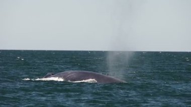 Mavi balina, Cortez Denizi 'nde dünyanın en büyük hayvanı.