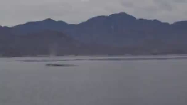Голубой Кит Море Кортез Loreto Крупнейшее Животное Мире — стоковое видео