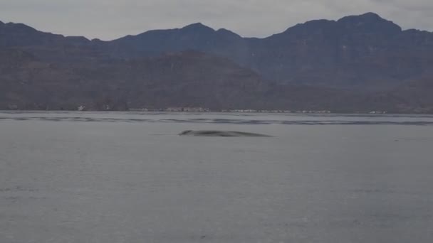Γαλάζια Φάλαινα Κορτέζ Θάλασσα Loreto Μεγαλύτερο Ζώο Στον Κόσμο — Αρχείο Βίντεο