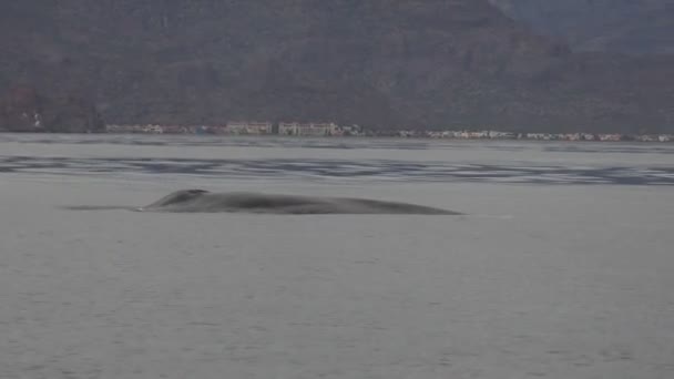 Modrá Velryba Cortez Moře Loreto Největší Zvíře Světě Stock Video