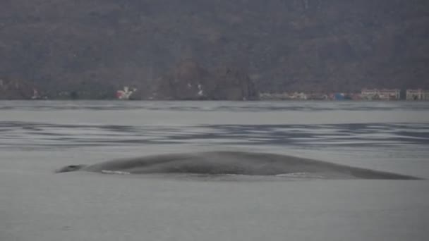 Baleia Azul Mar Cortez Loreto Maior Animal Mundo — Vídeo de Stock