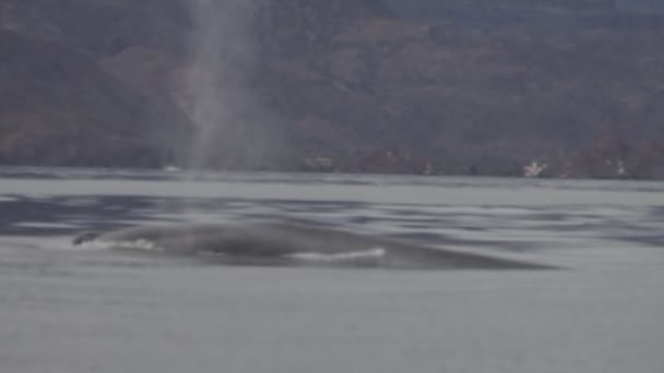Baleia Azul Mar Cortez Loreto Maior Animal Mundo — Vídeo de Stock