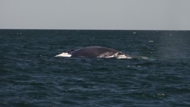 世界上最大的动物 科尔特斯大海中的蓝鲸 — 图库视频影像
