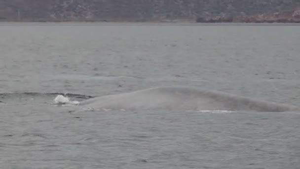 Płetwal Błękitny Cortez Morze Loreto Największe Zwierzę Świecie — Wideo stockowe