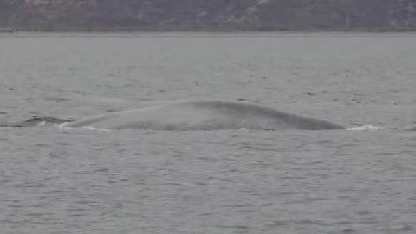 世界最大の動物コルテスのブルークジラ — ストック動画
