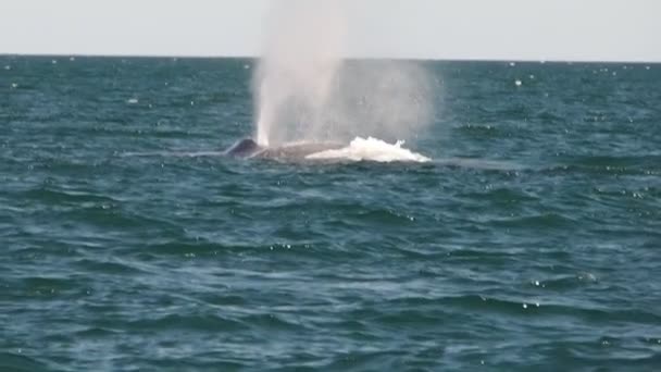 世界上最大的动物 科尔特斯大海中的蓝鲸 — 图库视频影像