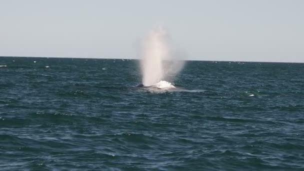 Blue Whale Cortez Sea Loreto Biggest Animal World — Stock Video